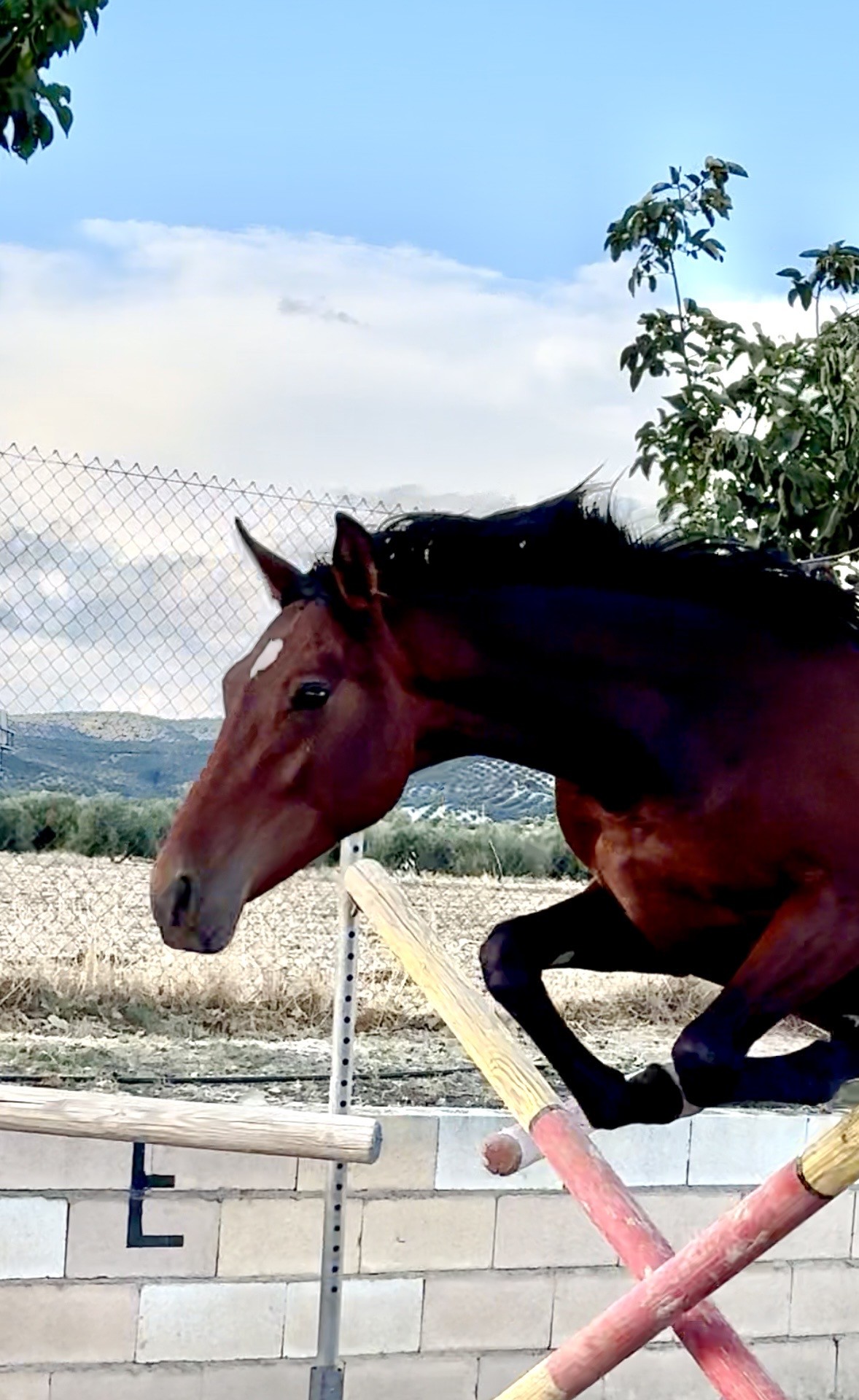 horse